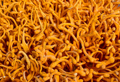 The Truth About Cordyceps: Zombie Juice or Ancient Medicine?