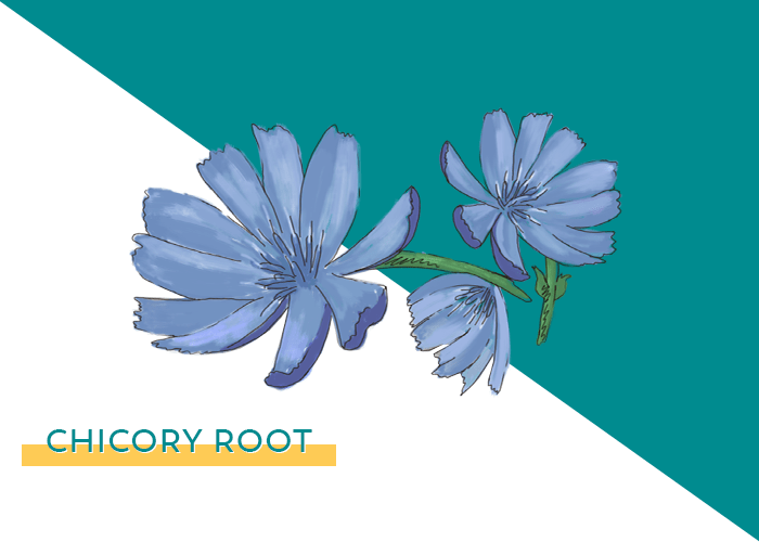 Poop Better With Chicory 💩