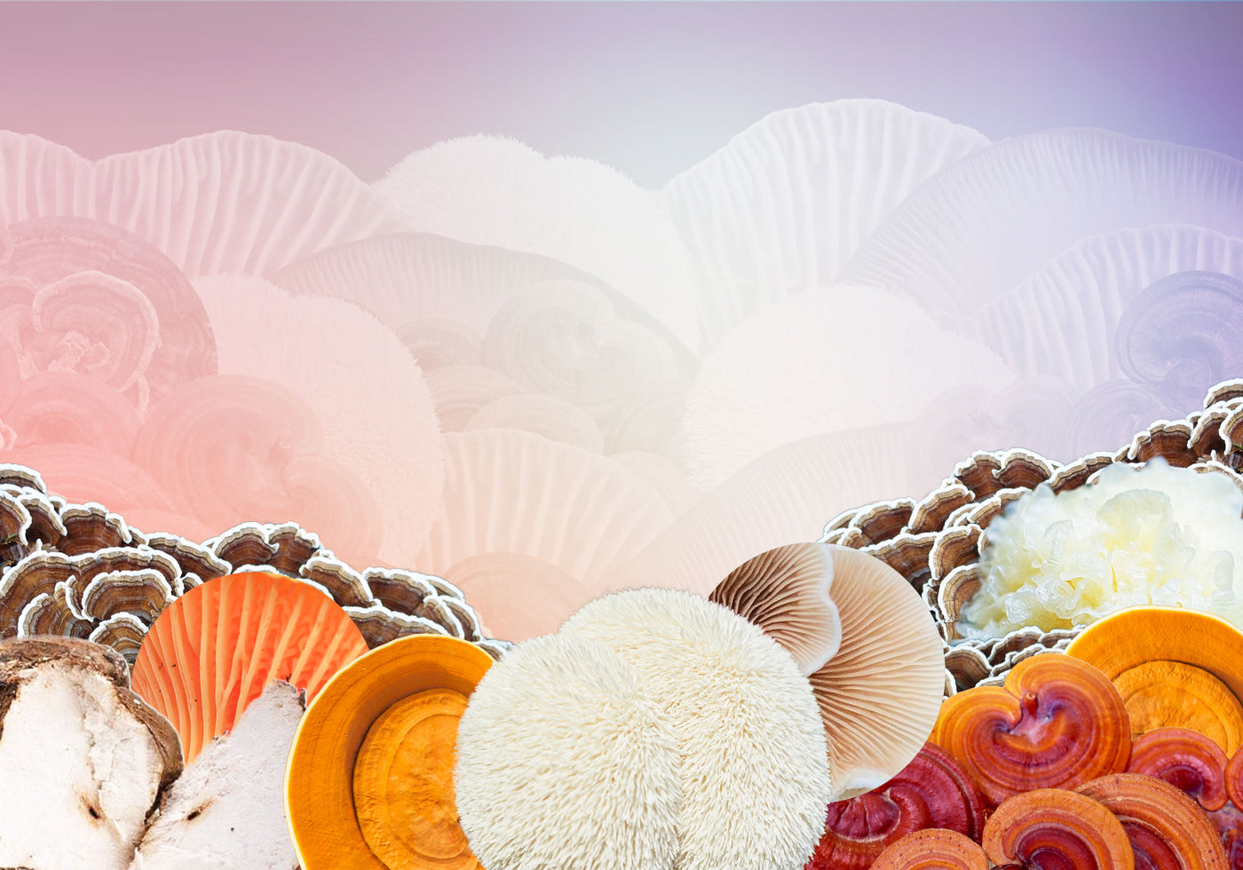 Our Six Favorite Mushrooms Explained
