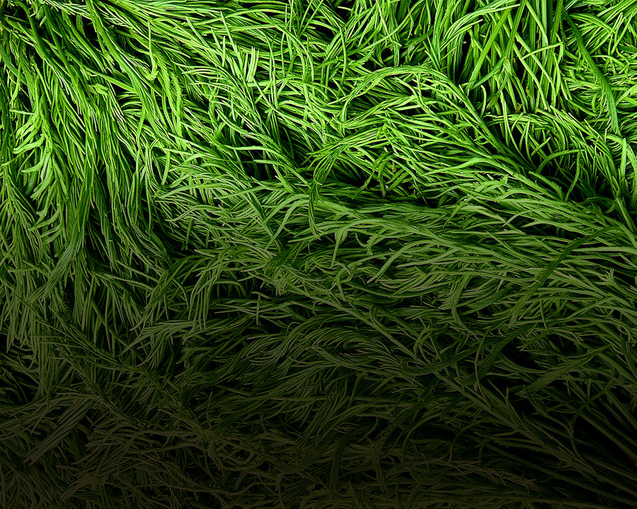 Acacia Fiber