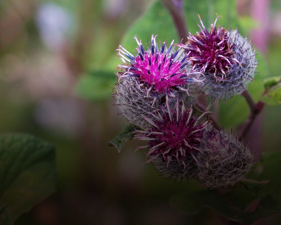 Burdock