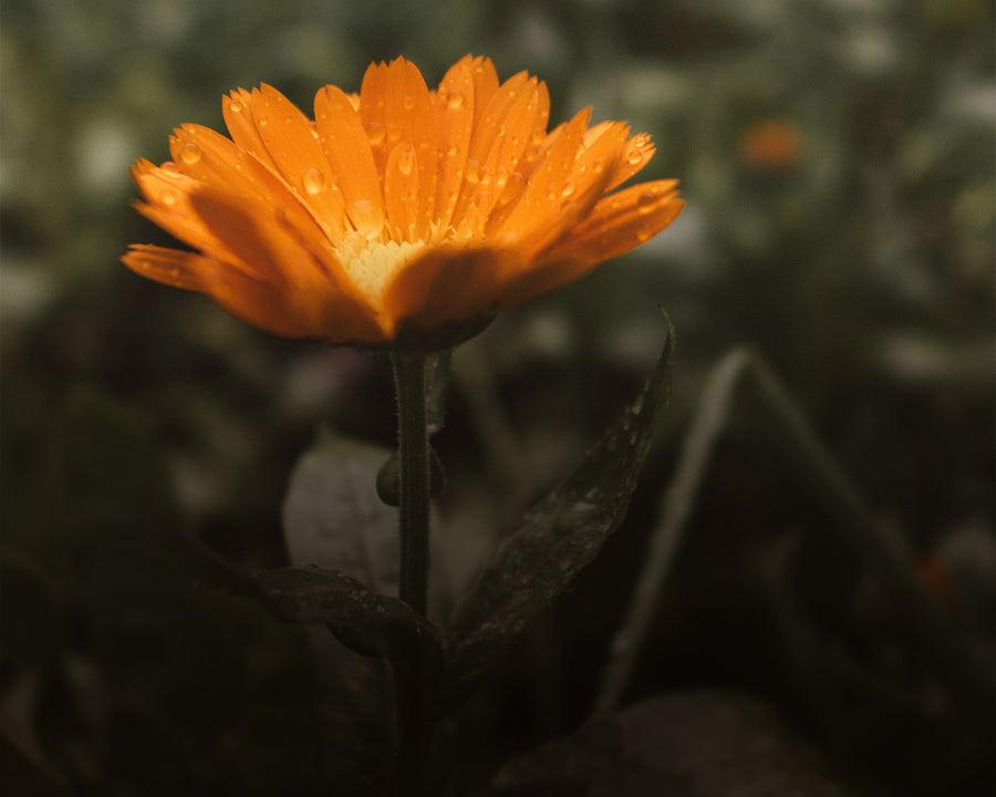 Calendula Petal