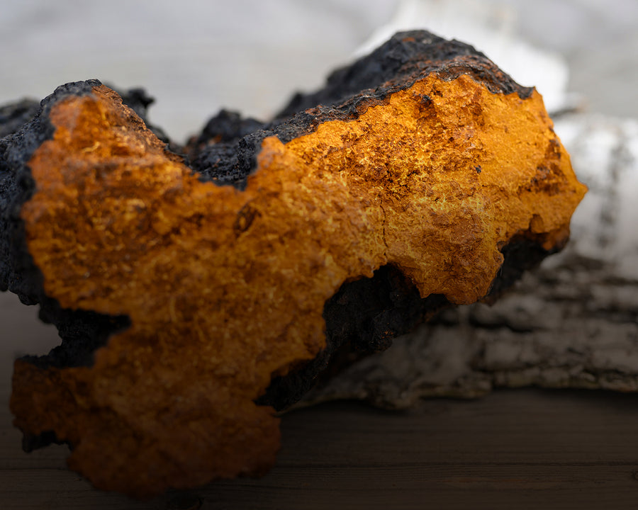 Chaga