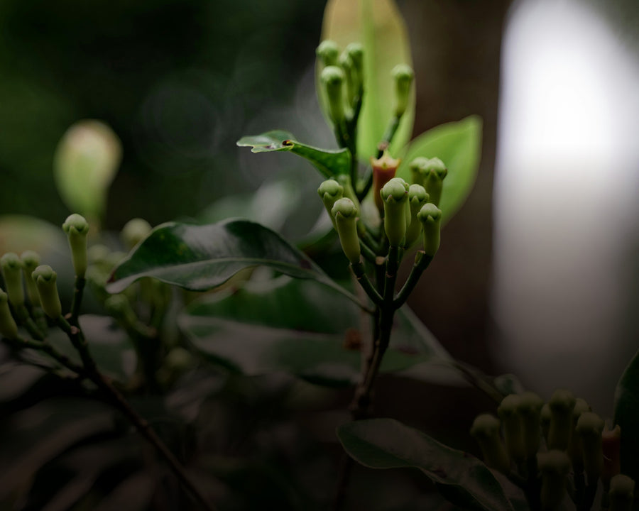 Cloves