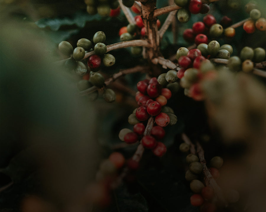 Fair Trade Coffee