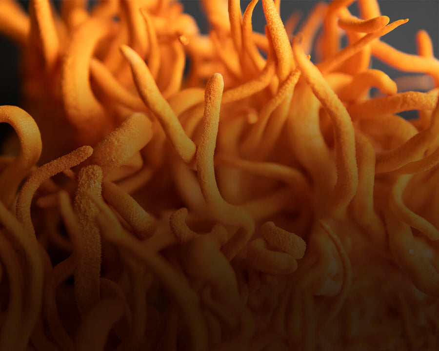 Cordyceps