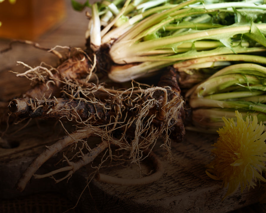 Dandelion
