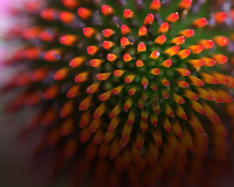 Echinacea