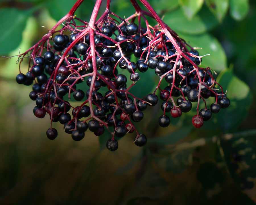 Elderberry