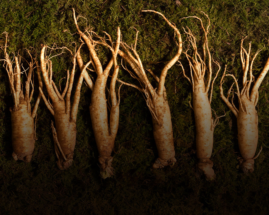 American Ginseng