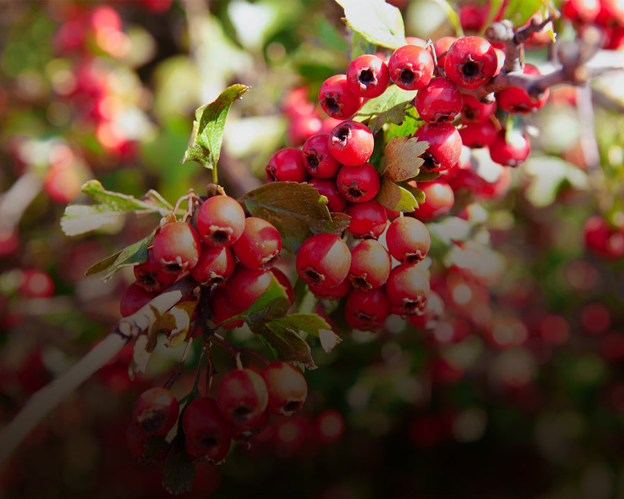 Hawthorne Berry