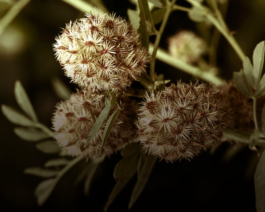 Licorice Root