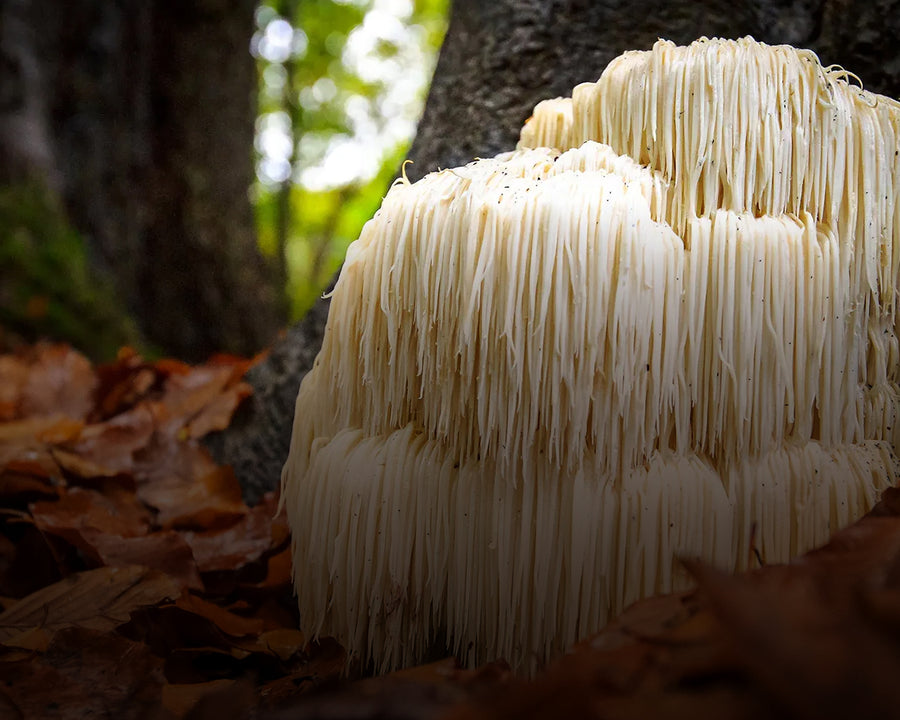 Lion’s Mane
