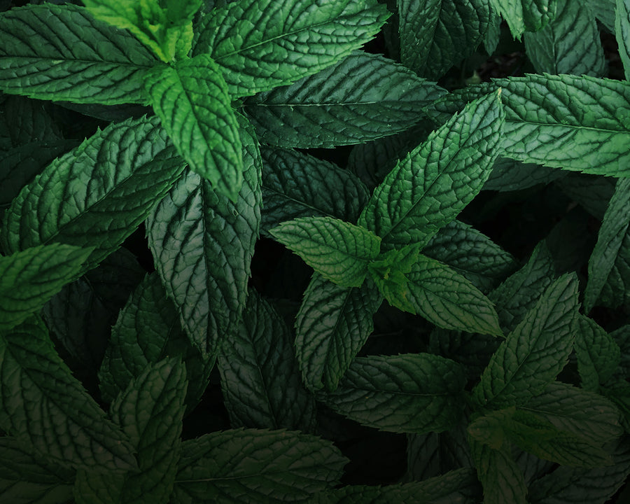Peppermint Leaf