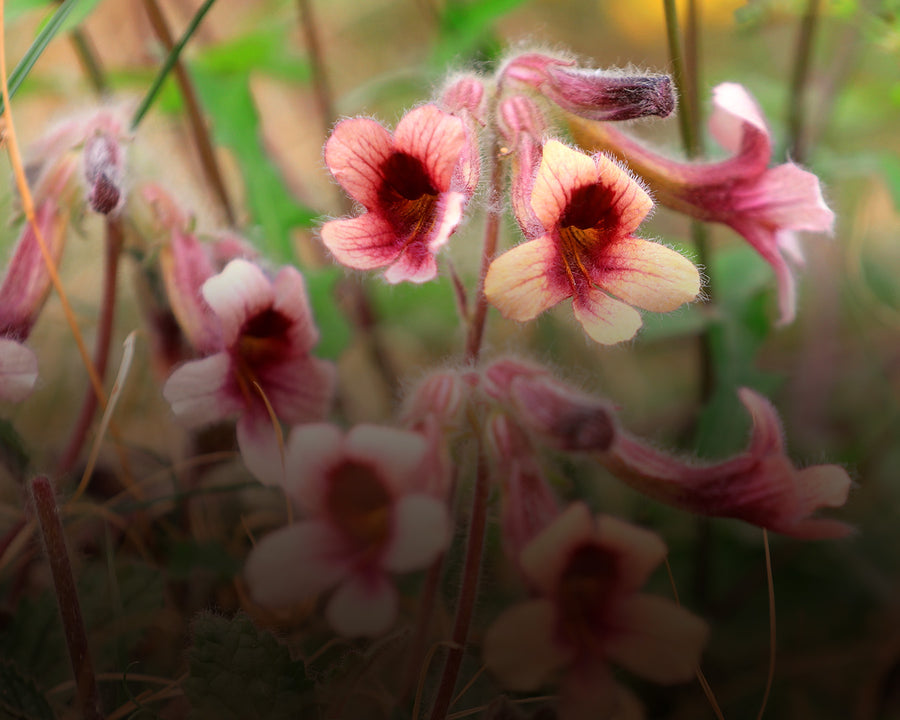 Rehmannia