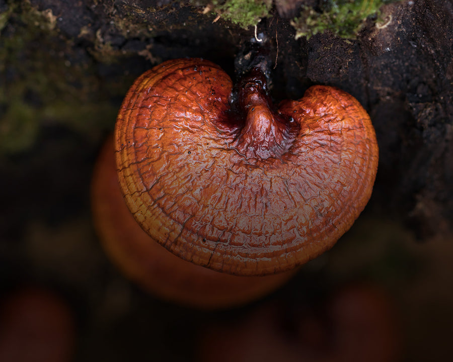 Reishi