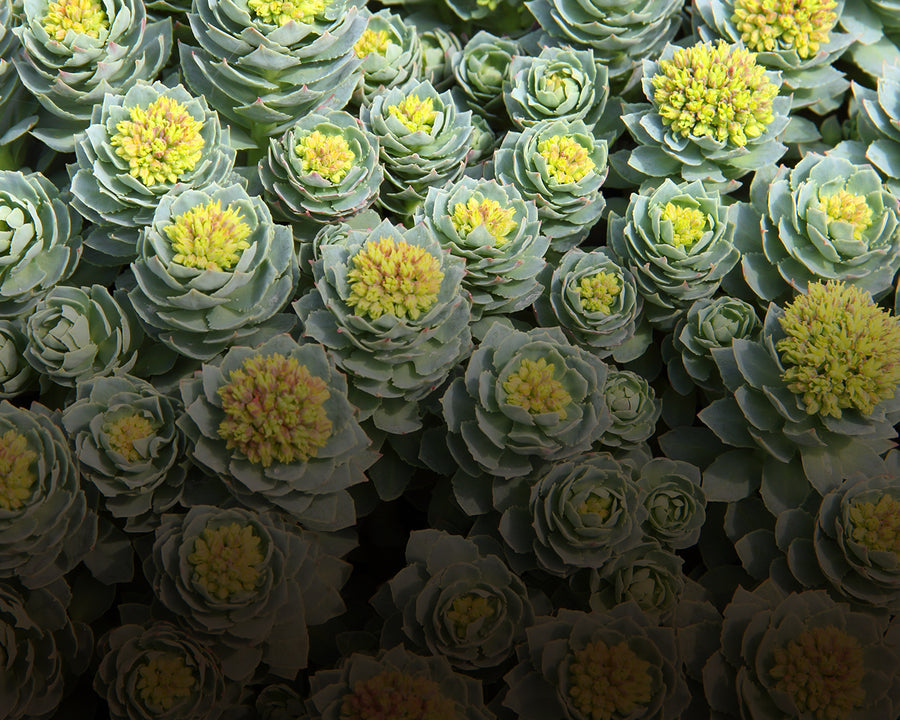 Rhodiola