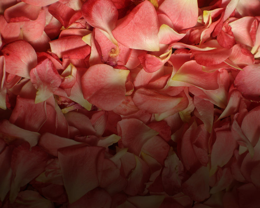 Rose Petals