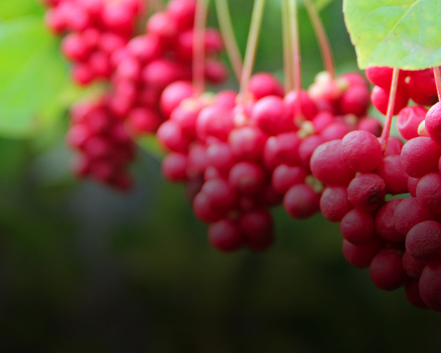 Schisandra