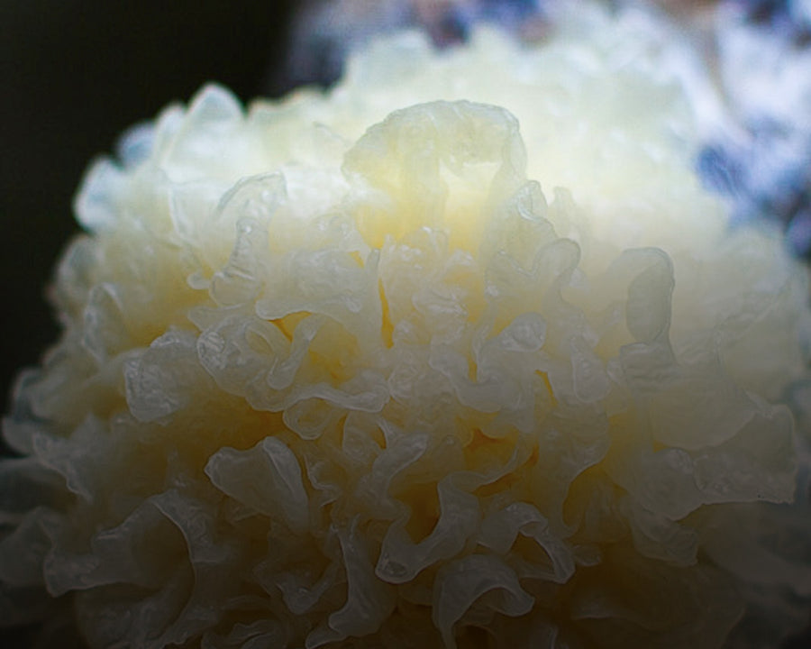 Tremella