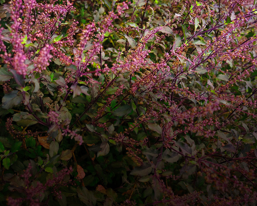 Holy Basil (Tulsi)