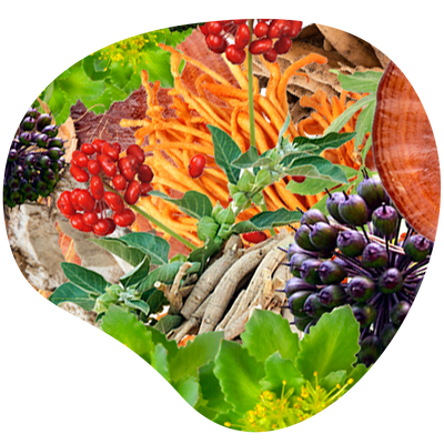 Adaptogens 101